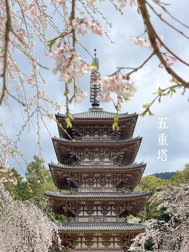 訪れる価値あり🌸豊臣秀吉も愛した醍醐寺の桜