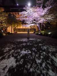 【桜が満開の今オススメ！🌸】八芳園の桜ライトアップがとても綺麗！✨