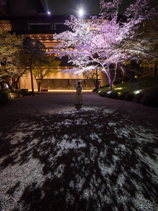 【桜が満開の今オススメ！🌸】八芳園の桜ライトアップがとても綺麗！✨