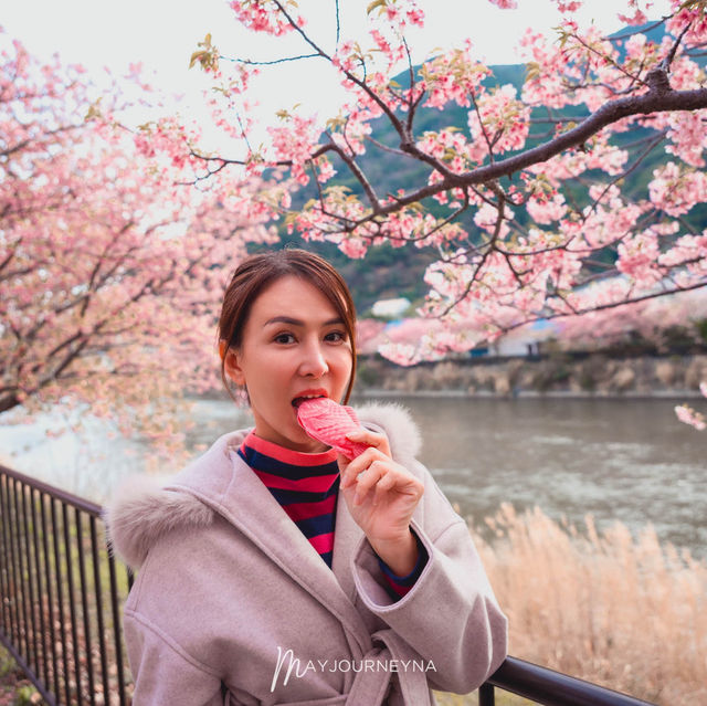 มารู้จักกับ ซากุระพันธุ์บานเร็ว กันค่ะ✨🌸