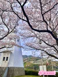 【鳥取　境港】灯台と桜が一緒に楽しめる公園