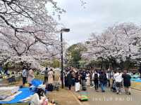 สวนโยโยกิ Yoyogi Park 🌸