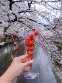 🌸 Sakura Splendor: Meguro River Magic 🌸