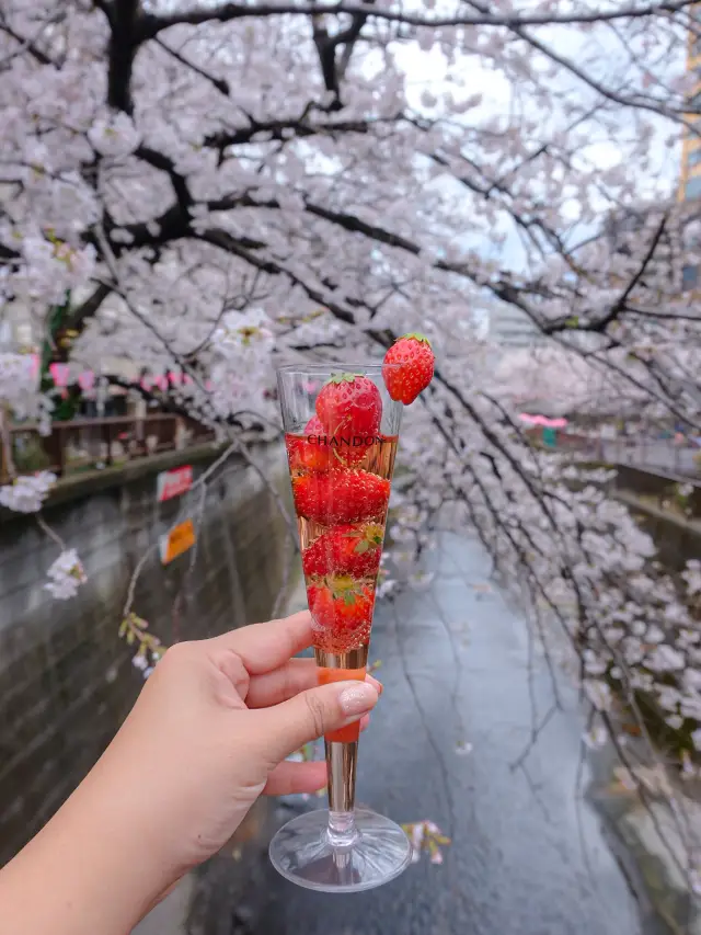 🌸 Sakura Splendor: Meguro River Magic 🌸