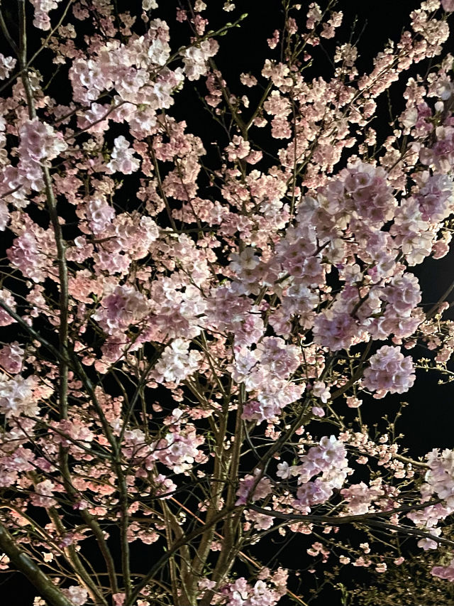 【新潟】一度は行きたい日本三大夜桜の観桜会