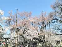 山高神代櫻🌸：日本古老巨樹，春季踏青必去
