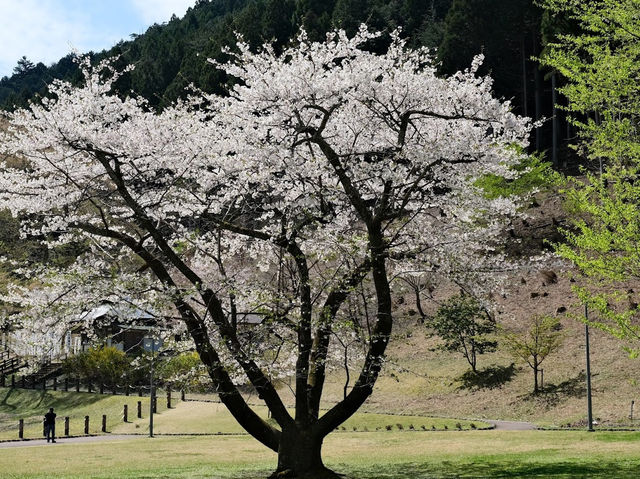 🌸淡墨公園：春天賞櫻，適合家庭、情侶、攝影愛好者