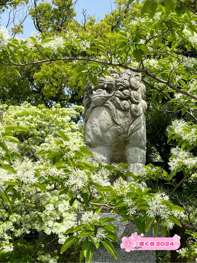 【福岡観光】なんじゃもんじゃの花が咲き乱れる神社