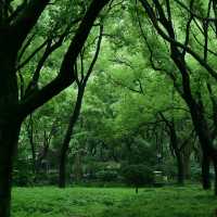 阿公店森林公園：大自然的寶藏與休憩之地 🌳🌿