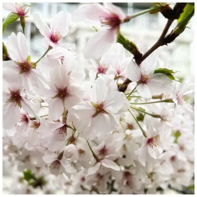 Blooming season along Meguro 