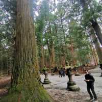 อาบป่า ณ ศาลเจ้า Fuji sengen shrine