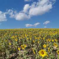 Sunflower field 🌻