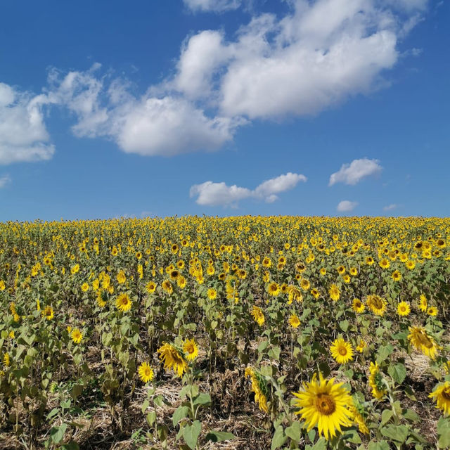 Sunflower field 🌻