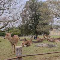 🇯🇵 Nara deer park | Feeding crackers to well-mannered deer 🙇‍♂️