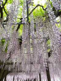 【玉敷神社のフジ/埼玉県】紫色が美しい関東有数の藤スポット 