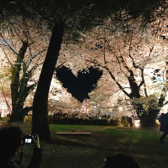 Japan's Number One Cherry Blossoms. Let's go to Hirosaki!