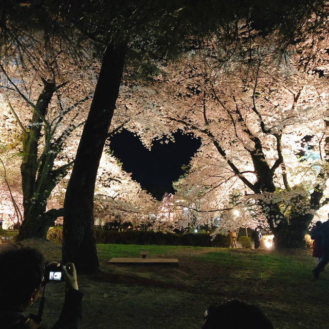 日本一の桜。弘前、行ってみよう！