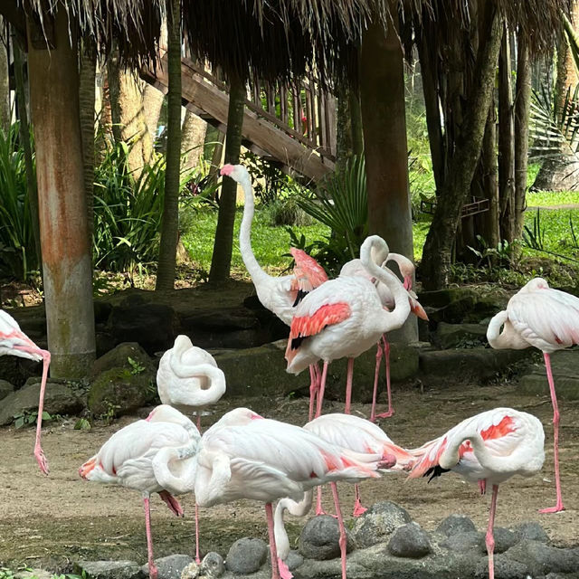 吉隆坡飛禽公園：熱帶鳥語花香，適合感受大自然生命力的理想場所