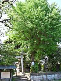 【上高田氷川神社/東京都】多様な古木に囲まれた神社