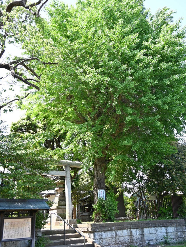 【上高田氷川神社/東京都】多様な古木に囲まれた神社