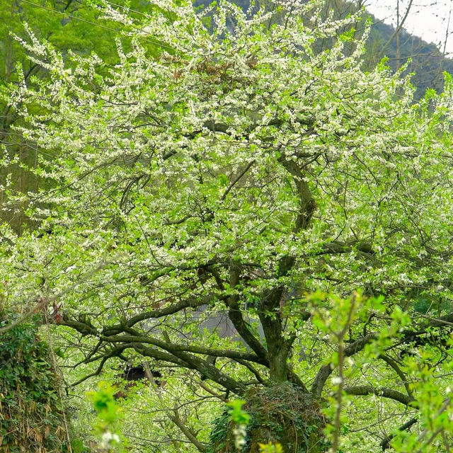 吉野熊野國立公園：壯闊樹林、豐富生態