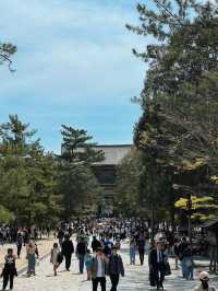 หนีแมวมาหากวางที่นารา NARA , JAPAN