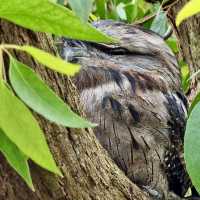 Cleland Wildlife Park
