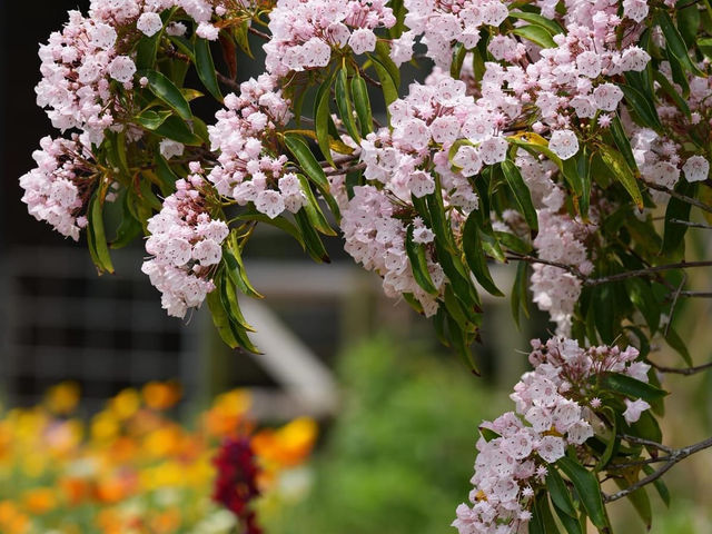 【春天好去處】佐敦谷公園：山上綠洲，城裡忘憂❤️
