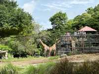 綠山野生動物園 超過300種動物的泰國大型動物園