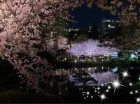 【日本廣島景點】縮景園之三：除了日櫻🌸還有限定活動：夜櫻🌸被夜櫻埋沒的縮景園更令人陶醉🌸