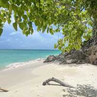 BAMBOO ISLAND 