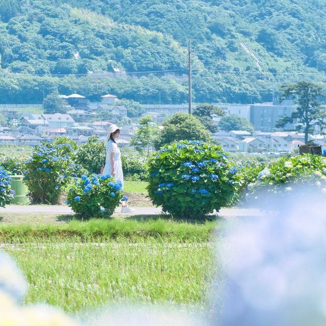 【神奈川】とても美しいあじさい祭り！