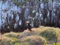 「冰島東博爾加峽灣」超近距離觀賞Puffin