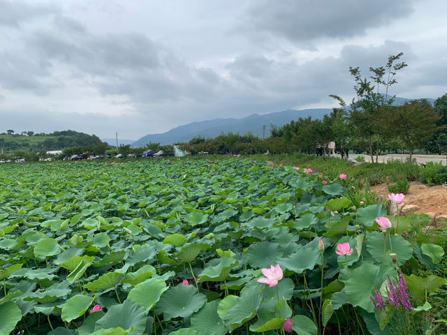 "청도 연꽃의 빛, 유등연지의 환상"