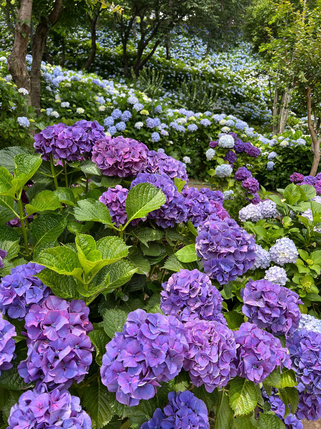 울산 수국축제 명소🌸 장생포고래마을 수국정원