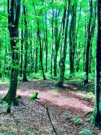 美人林 @ Bijin Bayashi Forest 