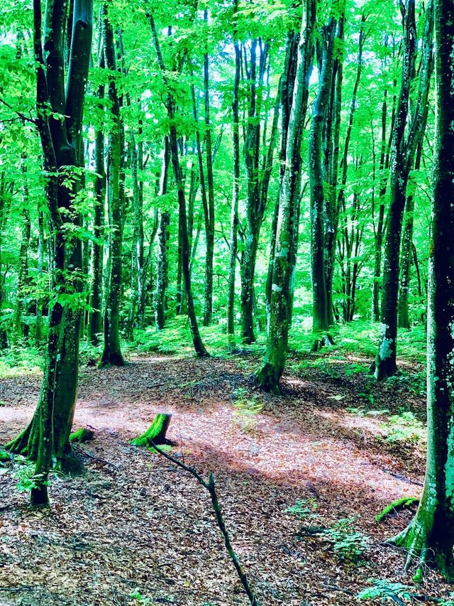 美人林 @ Bijin Bayashi Forest 