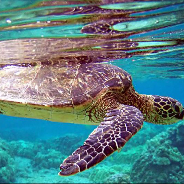  Diving Adventure at Mataking Island: Exploring Underwater Wonders