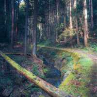 神秘的な滝壺と鳥居（岩門の滝・岐阜県関市）
