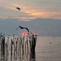 พาดูนกนางนวล บางปู 🕊️
