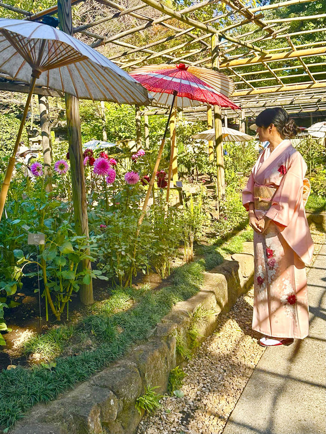〜東京都〜穴場！秋のお花見スポット🍂上野ダリア展