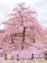 〜三重県鈴鹿市〜ピンクのに染まった世界✨鈴鹿の森庭園