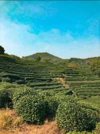 Hiking through Longjing Tea Fields in Hangzhou 🇨🇳