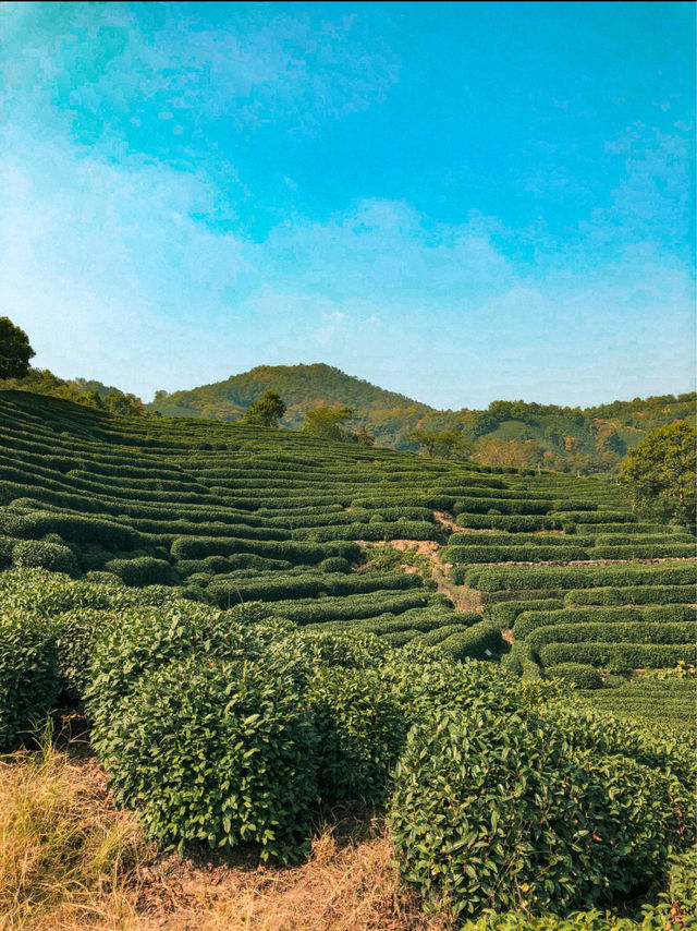 Hiking through Longjing Tea Fields in Hangzhou 🇨🇳