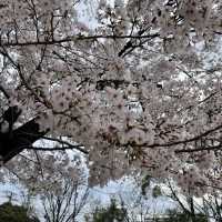名古屋名城公園：親子賞櫻好去處，適合春天戶外活動