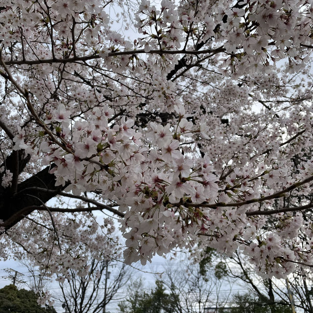名古屋名城公園：親子賞櫻好去處，適合春天戶外活動