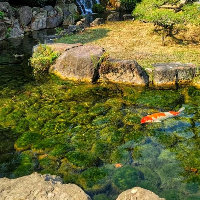 【彰化】成美文化園日式庭園，和諧寧靜，#8月好去處2024