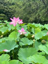 【香川・高松】栗林公園で日本の夏を堪能♪
