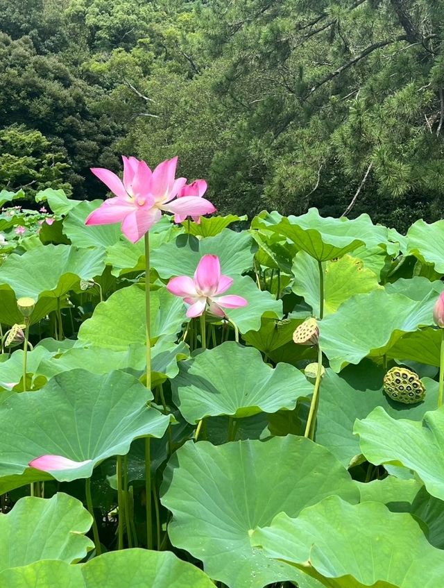 【香川・高松】栗林公園で日本の夏を堪能♪