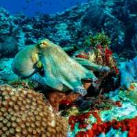**🌊 Dive into Paradise: Scuba Adventure in Phi Phi Island 🐠**